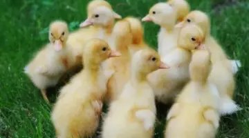 تفاصيل أسعار أنواع الكتاكيت المختلفة (البلدي والساسو) منذ قرابة 3 ساعات